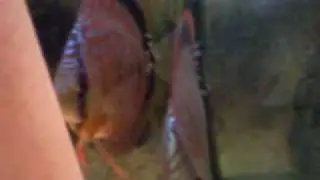 Discus Fry Babies :: Few days old