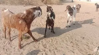 Powerfull goat with young female goat #goat #whitegoat #animals #wildlife #nature #sounds
