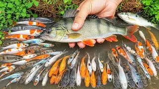 Catching Rare Fish by Hand in Muddy Rural Pond Edges