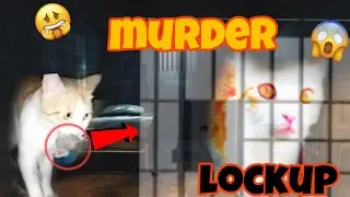 cat murder ke chakar mai jail chali gayi🔪😱😂🔪
