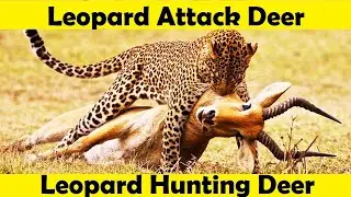 Leopard Hunting Deer. Leopard Attack Deer.