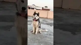 simba eyes👀 colour change kar raha hai Kaise🤔🤔🤔
