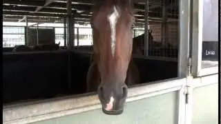EZR Stable Update 18th January, 2013.mpg