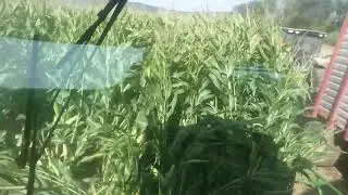 Chopping corn silage 2017