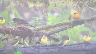 Tanager feeder at Mashpi Amagusa Reserve | WILD ECUADOR ADVENTURES