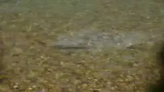 Huchen (Danube salmon) spawning in river Kupa