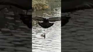 Feral Pigeon Flies Above Duck Pond | Thornes Park #birds #avian #nature