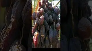 Make seedlings from date palm trees in Saudi Arabia in a very short time
