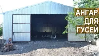 Ангар для гусей. КФХ Павла Постевого. Содержание гусей.