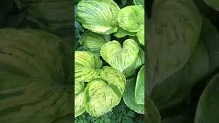 Хоста Gunter&rsquo;s Prize (L)