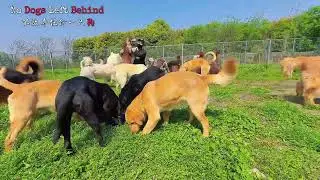 We saved them from slaughter&hellip;help us fly them to freedom in the USA