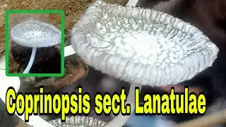 Cute Coprinopsis sect. Lanatulae mushroom