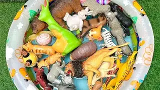 Discovery Farm & Wild Animal : Meet Wild Animals and Learn with Fun