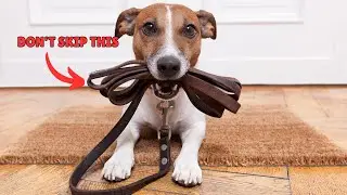 🐕🚶Why Skipping Your Dog’s Walk Is a Bigger Deal Than You Think 🐾💖