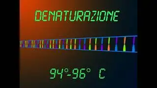 PCR Reazione a catena della polimerasi