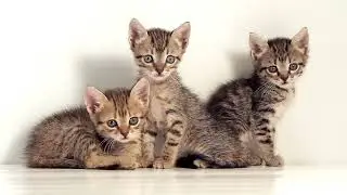 learn to love animal's. learn animal's sound