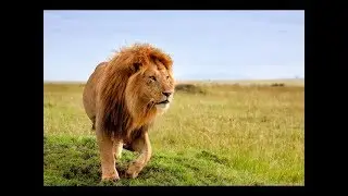Safari med TANZANIA TOURS