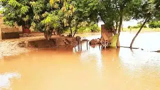 flood in river Chenab Ford 4610 model 85 ford 4600 79 4610 model 83