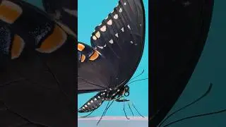 Butterfly Transformation! -spicebush swallowtail  #insects #nature