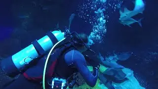Java Scuba x Jakarta Aquarium | Dive Center Jakarta