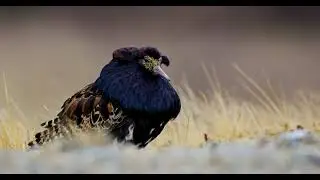 Varanger Photo Tour 2022