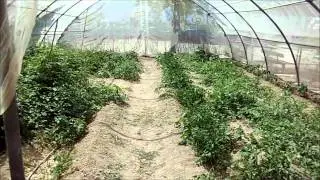 PTVA Agraria en el CEE Santísimo Cristo de la Misericordia.