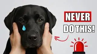 7 вещей, которые ваша собака НИКОГДА вам не простит (НЕ ДЕЛАЙТЕ №4!)