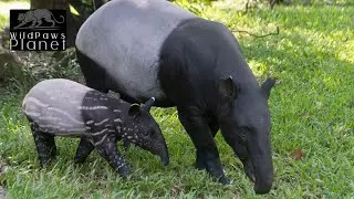 The Enigmatic Malayan Tapir: A Journey into the Wild