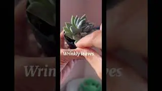 Succulents don&rsquo;t have to be scary. This is how I know when to water mine #plantcare #succulentcare