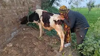 Today  Love With Funny Cow 😱😱 | Dihat ki Masti 
