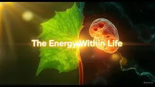 The Energy Within Life : Photosynthesis & Cellular Respiration Explained