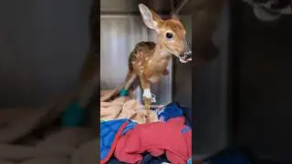 Bambi the Tripod 🦌🤎 #shorts #vetmed #veterinarian #vet #surgery #deer #fawn #wildlife #animals