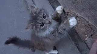 Cute cat wants food for her and for a friend