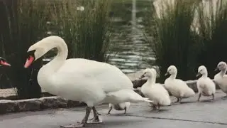 Last swan of San Francisco's Palace of Fine Arts dies