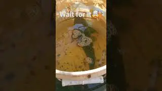 Live Hassa Fish