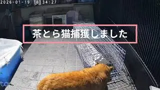 茶とら猫捕獲しました #ねこ #保護猫 ＃野良猫