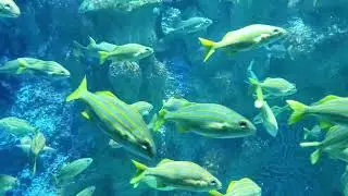 The Ocean Within Us A Meditative Journey.