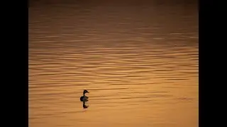 MARISMAS DE SANTOÑA: VOLUMEN I