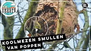 Aziatisch hoornaarnest wordt leeggepikt door koolmezen | Zelf Geschoten | Vroege Vogels