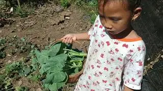 December garden tour : ชมสวนแล้วเก็บคะน้าทำราดหน้าค่ะ