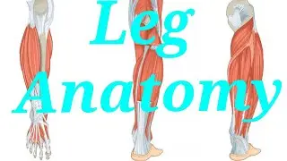 Leg Anatomy 