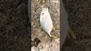 Ikan GT kecil ternyata suka umpan udang kupas