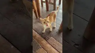 Cute Filipino Cat #catlovers #shortsvideo #catover