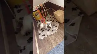 Labradorwelpen von Vasya und Mayson 6,5 Wochen alt