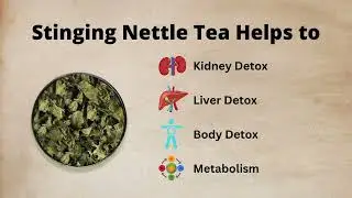 Himalayan Stinging Nettle Tea &ndash; Pure Himalayan Herbal Infusion