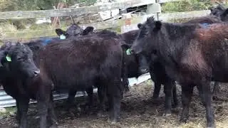 Myrtle Farm top steers