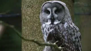 Big size owl #copyright free video #Stock video #stockfootage #istock video