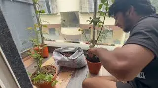 Ghar par lagaye paudhe🌱🥀🥀
