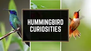 FUN FACTS ABOUT HUMMINGBIRDS