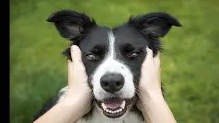 New York sheriff creates database to help find lost pets